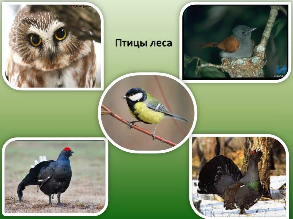 Экологические группы птиц лесные. Группы птиц леса. Экологические группы птиц. Экологические группы лесных птиц. Экологический урок пернатые птицы.