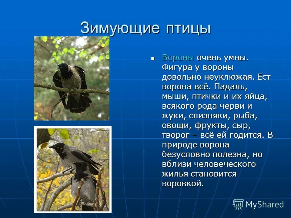 Ворон краткое содержание всех серий. Ворон краткое содержание всех серий