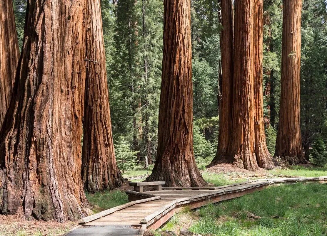 Национальный парк Секвойя США. Парк Секвойя Калифорния. Секвойя дерево. Гигантская Калифорнийская Секвойя. Самые крупные деревья в россии
