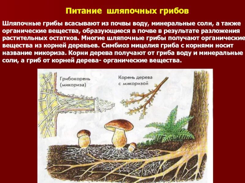 Корни грибов как называется. Шляпочные грибы микориза. Питание шляпочных грибов микориза. Микориза у шляпочных грибов. , Питание шмепочныге грибов.