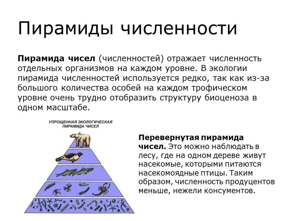 Отражены правило. Пирамиды чисел биомасс и энергии. Пирамида численности. Экологическая пирамида чисел. Перевернутая экологическая пирамида.