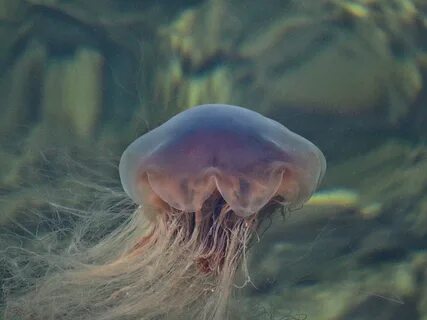Большая медуза в черном море