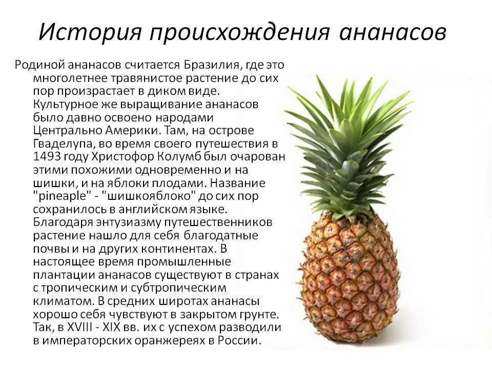Ананас с какого возраста. Ананас история происхождения. рассказ про ананас. описание ананаса. ананас описание растения.