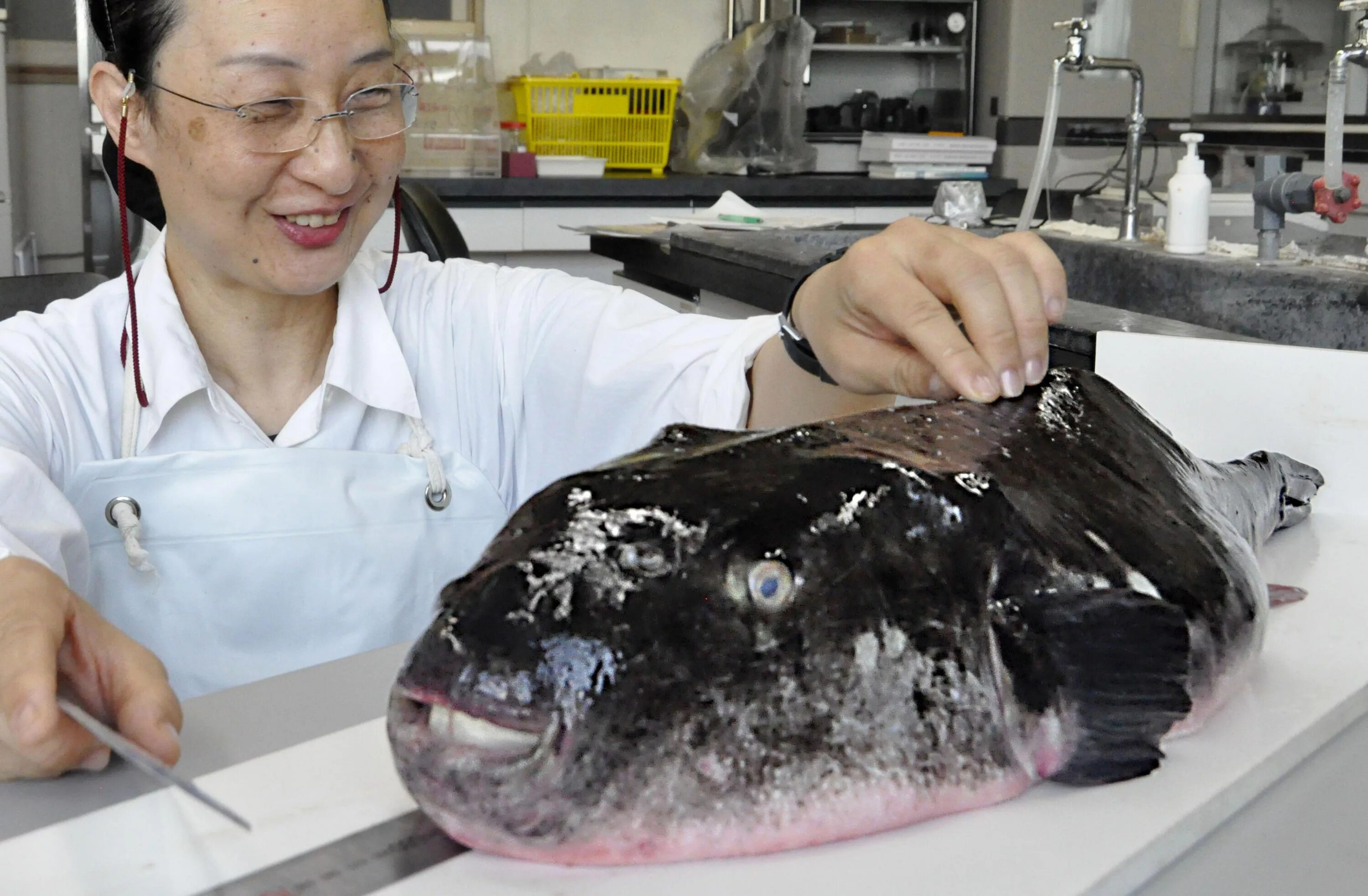 Рыба фу. Рыба фугу деликатес. Фугу в Японии. Рыба фугу в Японии. Опасная рыба японской кухни.
