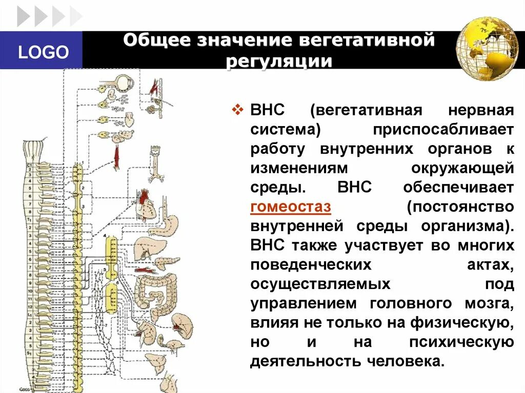 Вегетативные нужны для. Отделы вегетативной нервной системы строение. Вегетативная нервная система строение и функции. Вегетативная автономная нервная система. Функциональная анатомия вегетативной нервной системы.