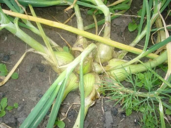 Spring Onion. (Allium cepa) - Stock Image - B800/1267 - Science Photo Library