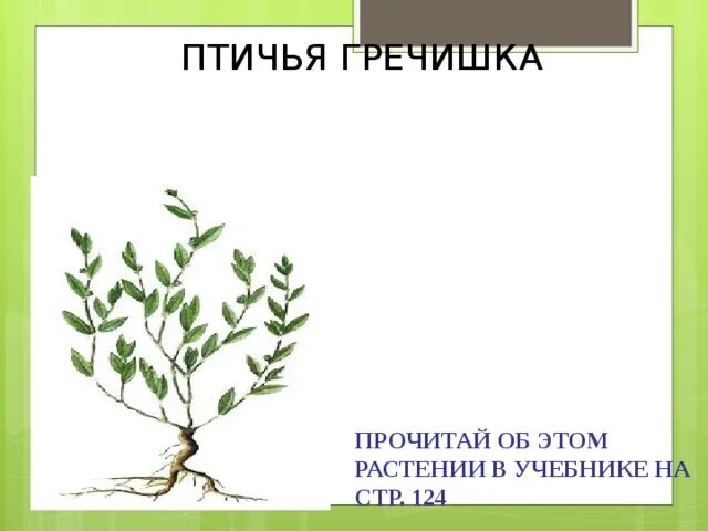 Как выглядит птичья гречишка тысячелистник пустырник. Птичья гречишка тысячелистник пустырник. птичья гречишка тысячелистник. растения птичья гречишка тысячелистник. птичья гречишка описание.