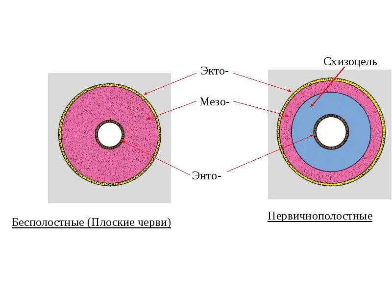 Первичная полость вторичная полость смешанная полость. Полости тела. Круглые черви первичная полость. Образование вторичной полости тела у кольчатых червей. Первичная полость вторичная полость смешанная полость.