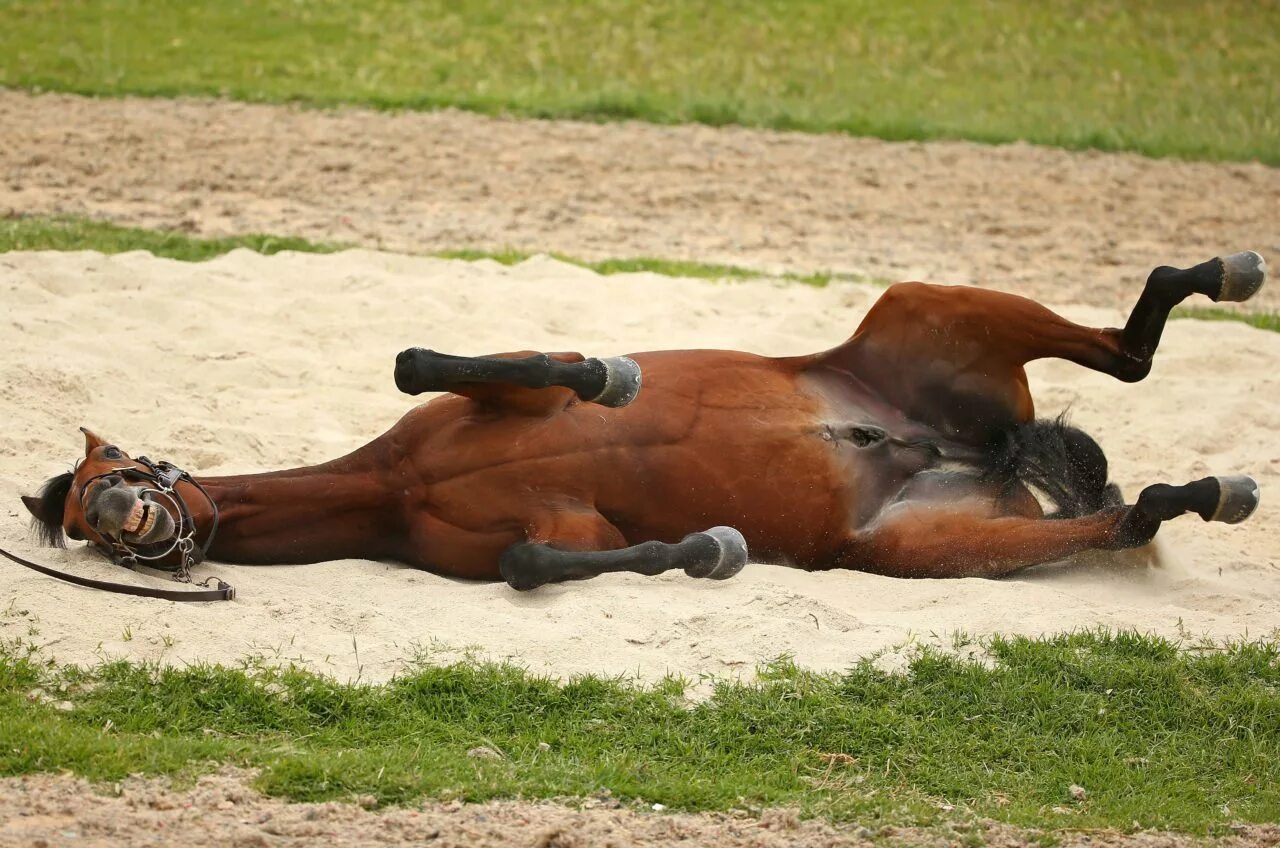 Лежа на коне. Лошадь лежит. Конь валяется. Лежачий конь.
