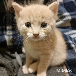Котята в калининграде в добрые