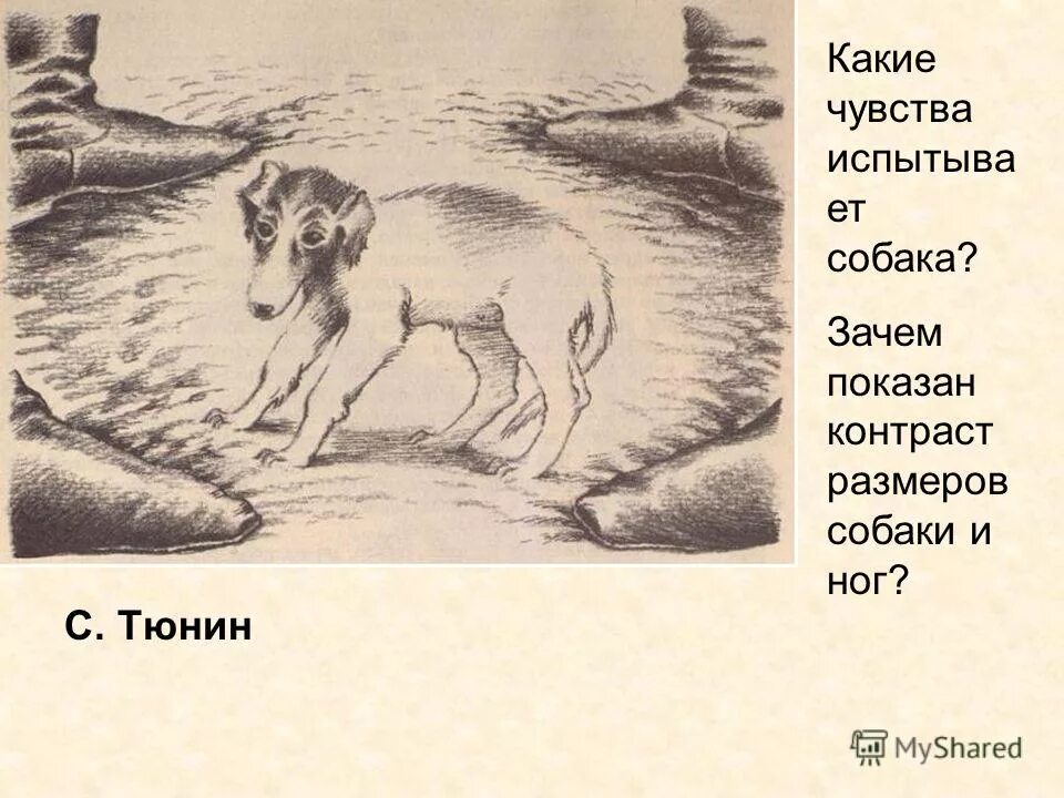 внимание потеряшка. потеряшка собаки. эмоции животных интересные факты. чувство вины у собак. какие чувства испытывают собаки.