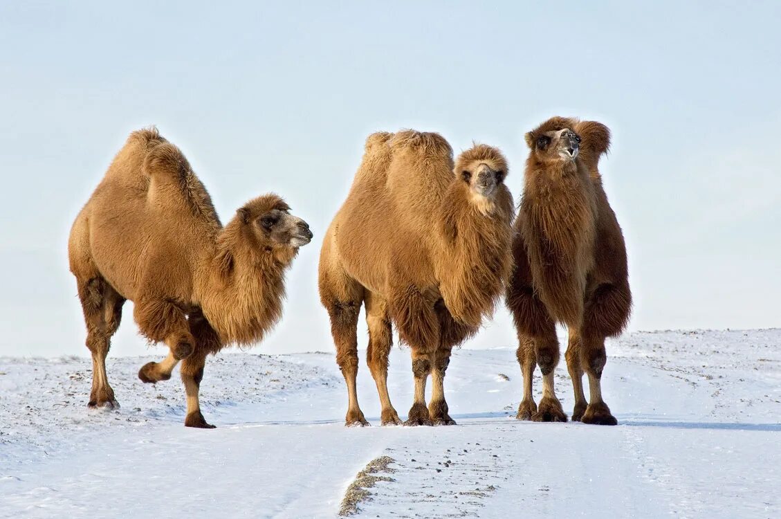 Верблюд калмыцкий бактриан. Бактриан монгольский верблюд. Бактрийский верблюд. Дикий двугорбый верблюд хаптагай. Верблюд двугорбый camelus bactrianus.
