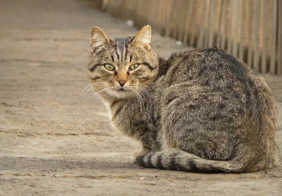 шотландская вислоухая блю поинт. кот 8. 8 лет коту. 8 котов. кот 8 месяцев.