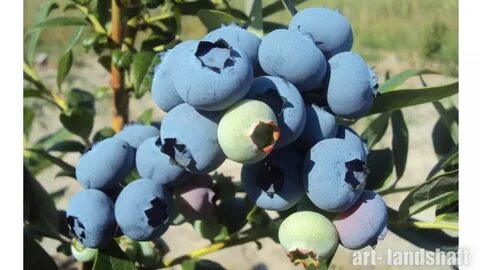 Название сортов голубики