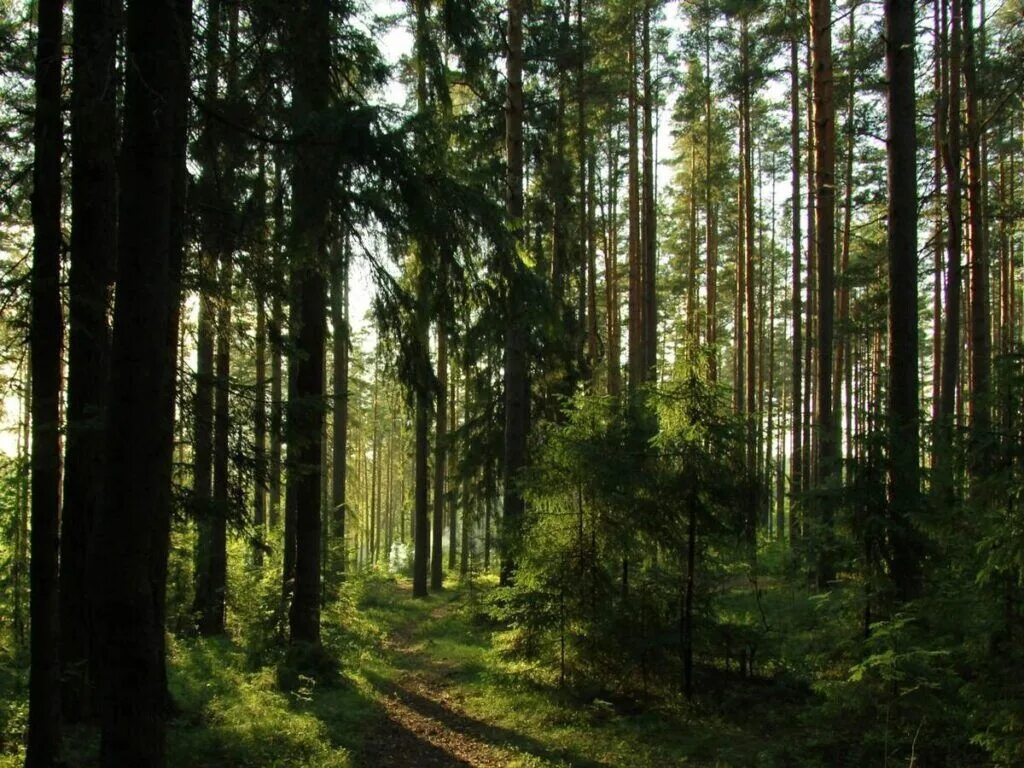 Лесач. Фон леса. Лес bmp. Лесач. Лесач.
