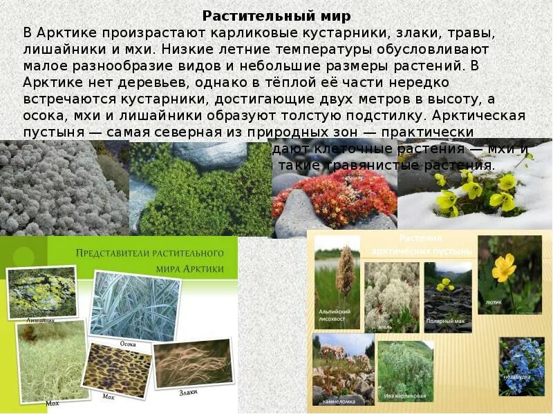 Какие растения и животные в арктической пустыне. Растения зоны арктической пустыни. растительный мир арктиктики. растительный мир арктики. растительный мир арктики презентация.