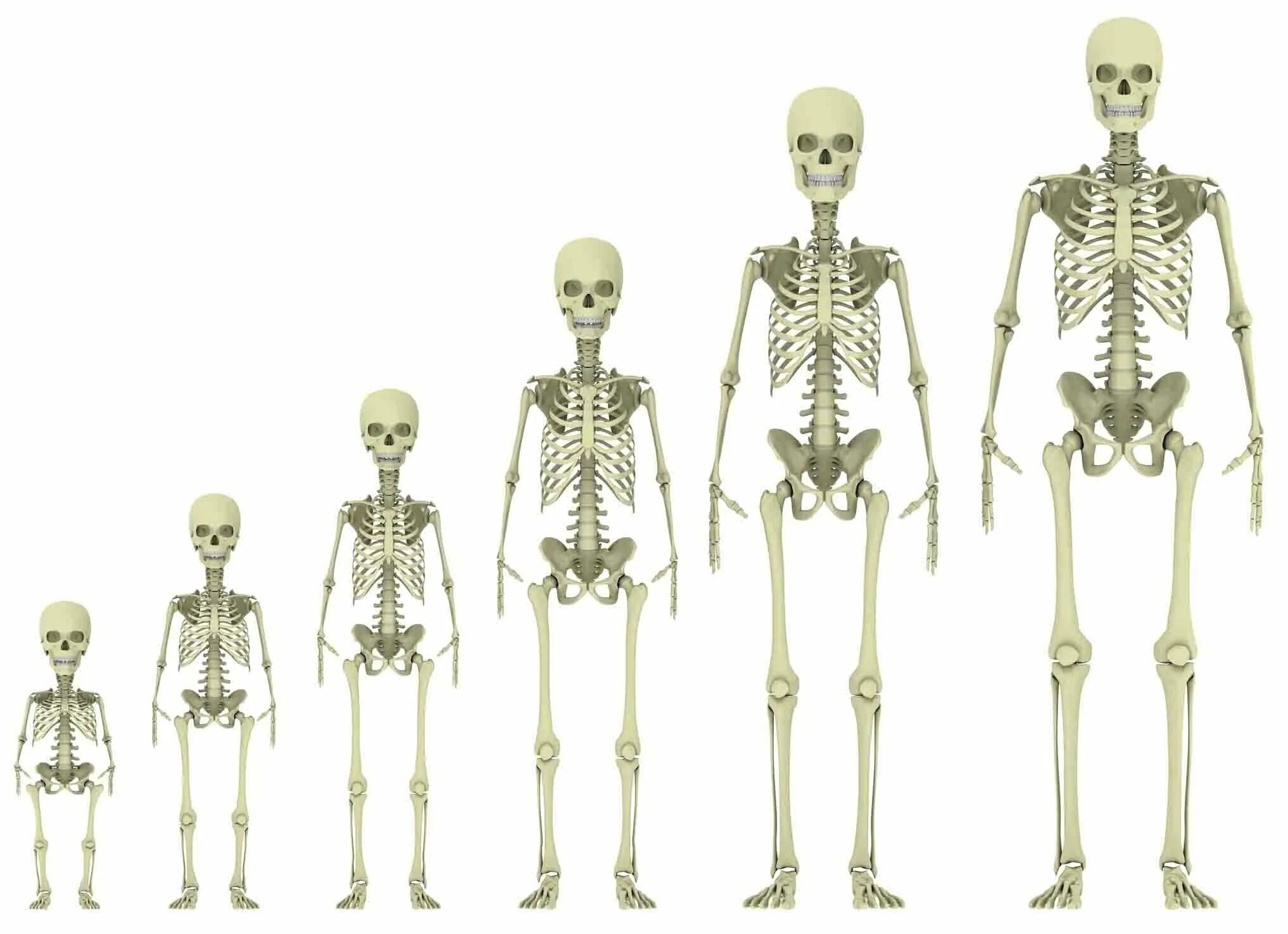 Скелет ребенка и взрослого человека. Человеческий скелет для детей. Скиллет.