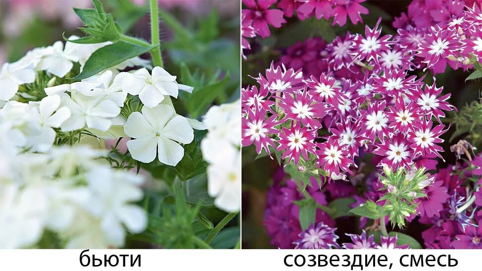 Как сеять флокс друммонда на рассаду. Флокс друммонда сесилия. флоксы друммонда однолетние. флокс друммонда рассада. флоксы друммонда однолетние семена.