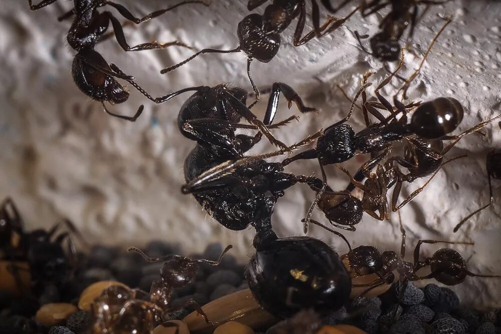 Муравьиная матка лазиус нигер. Фараоновые муравьи королева. Как выглядит королева муравья. Царица муравьев. Королева матка муравьев.