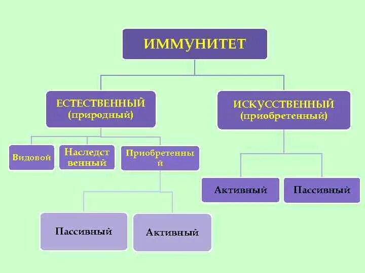Как называется вид естественного иммунитета. Как называется вид естественного иммунитета