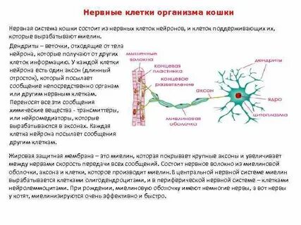 Нервная клетка в организме