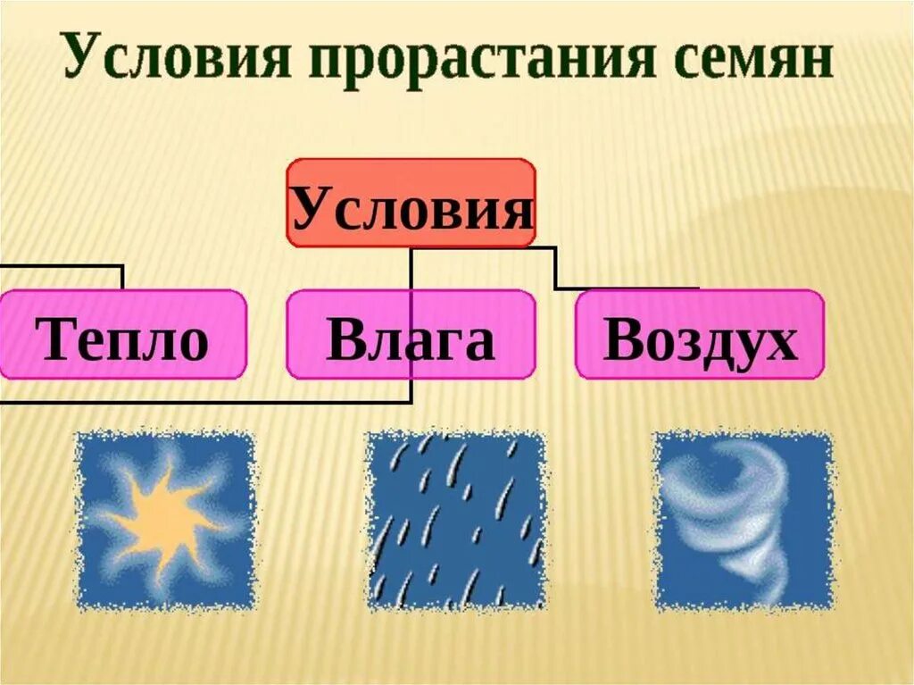 Прорастание семян 6 класс биология пасечник. Условия прорастания семян. Прорастание семян презентация. Условия прорастания семян презентация. Условия прорастания семян 6 класс биология.