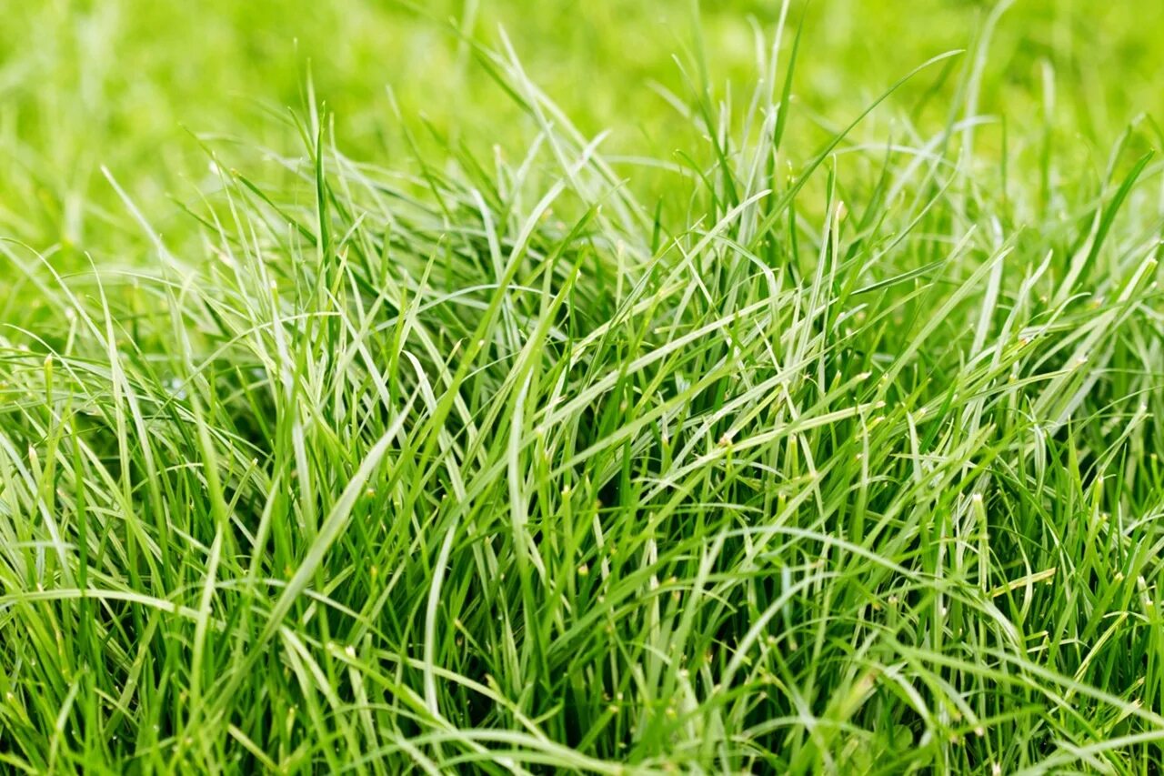 Grass network. Полевица побегоносная для газона. Трава фон. Зеленая травка. Зеленая травка фон.