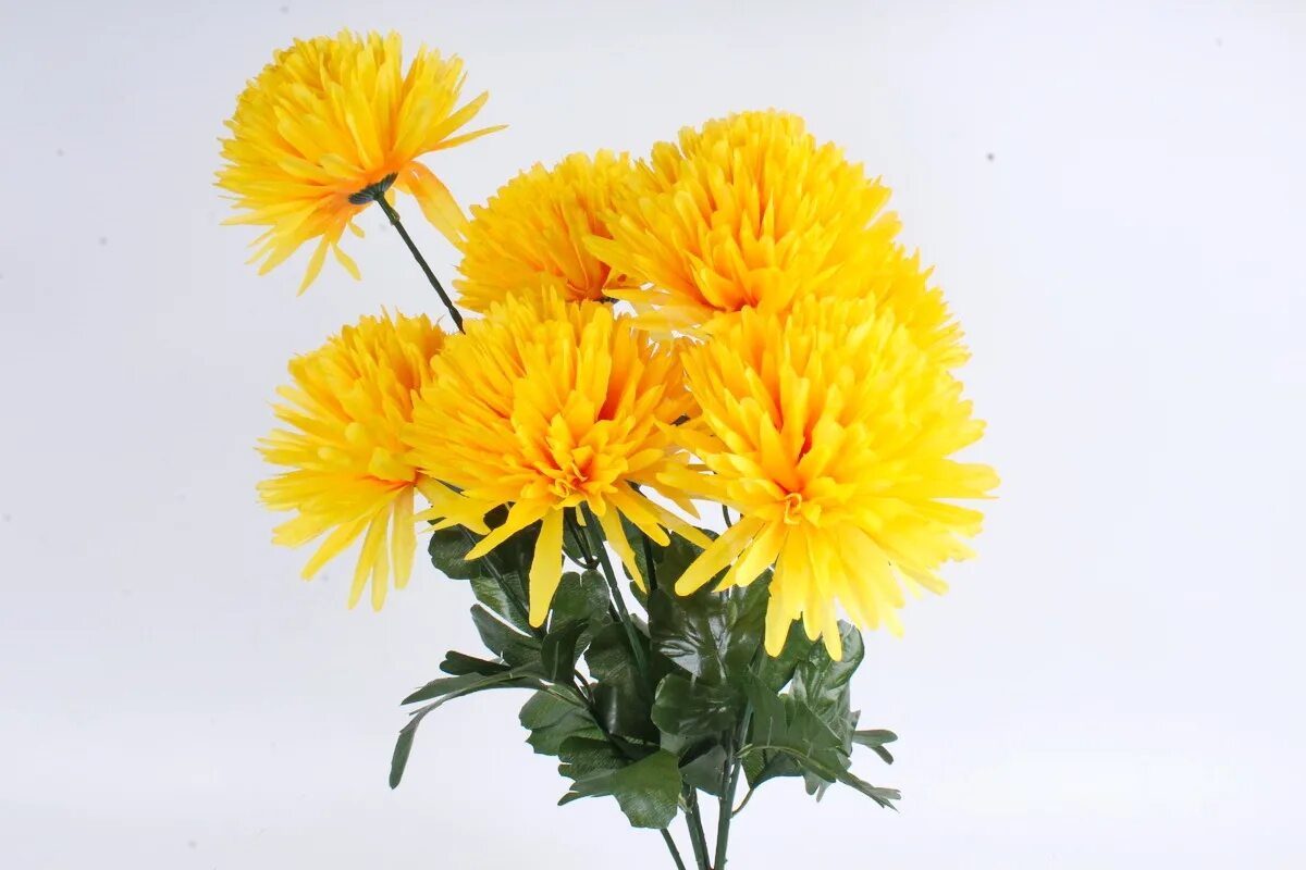 Хризантема корейская дюна. Хризантема желтая 'belgm amarena (14х30). Хризантема этна. Хризантема гилберт пурпл. Хризантема корейская чудесница.