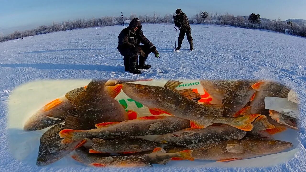 Пекилянка самарская область рыбалка. Затон дубовской. Зимняя рыбалка на волге. Самарская область затон дубовской. Э окунь на раскумарся.