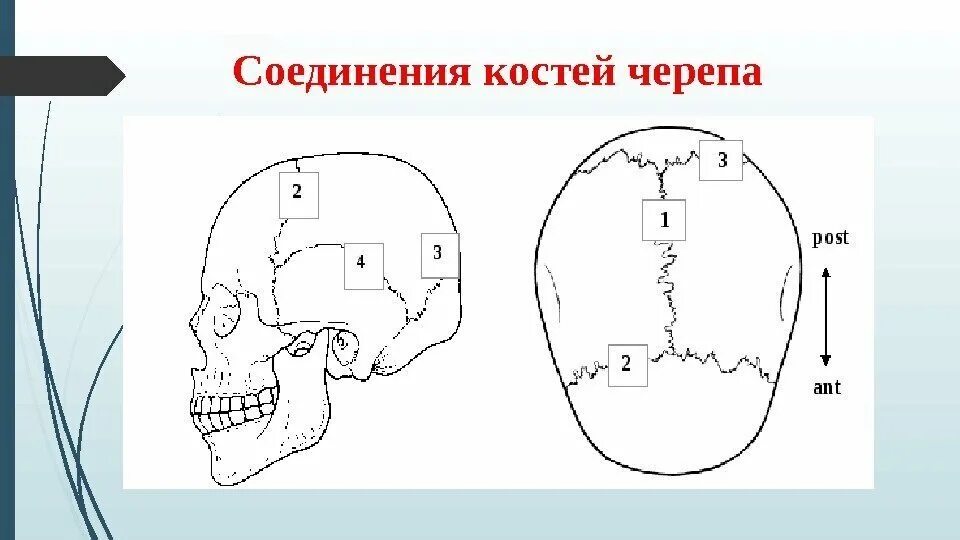 Тип соединения черепа человека. Соединения костей черепа анатомия швы. соединение костей черепа анатомия. тип соединения костей мозгового черепа. соединения костей черепа; швы черепа..