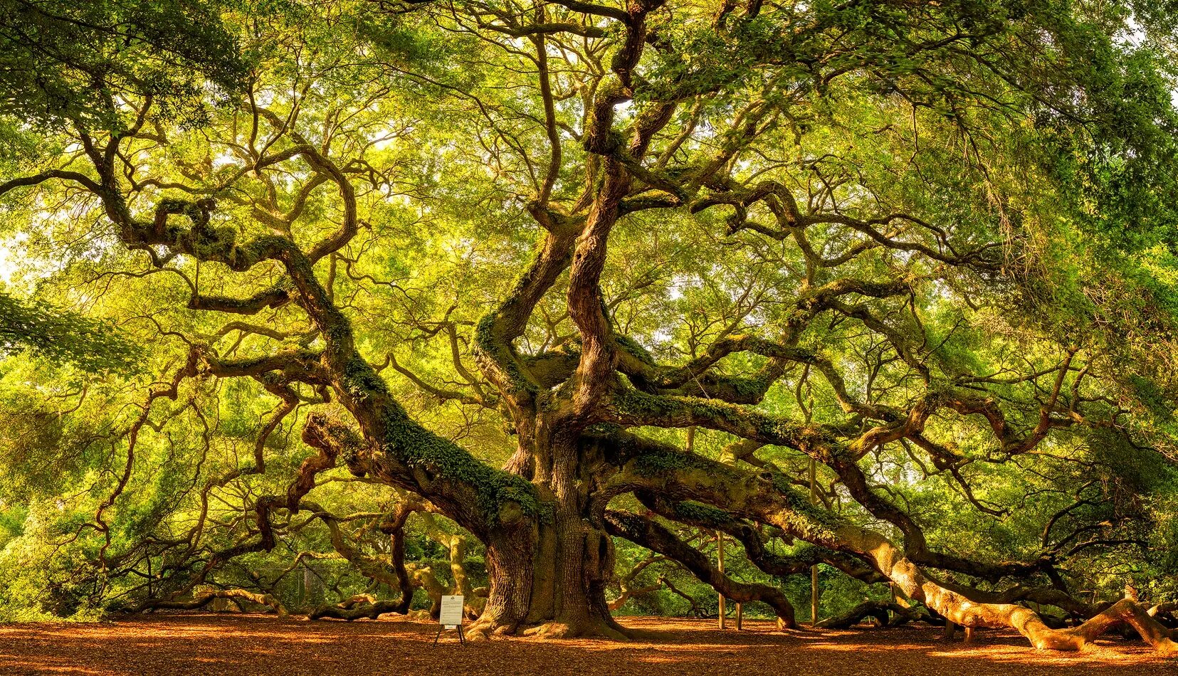Just tree