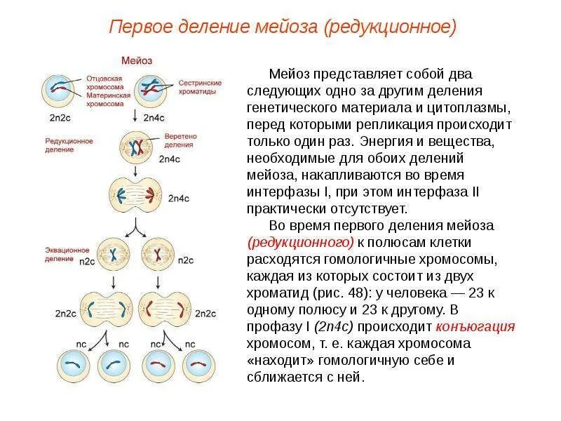Образование двух дочерних клеток. Процесс образования двух дочерних. Происходит агрегация бластомеров. Процесс образования двух дочерних. Процесс и каналы.