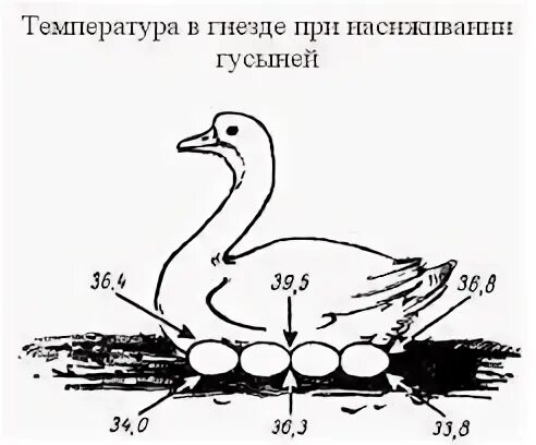 Температура тела кур. Температура тела гуся. Температура для гусей. Температура тела у Гусыни.