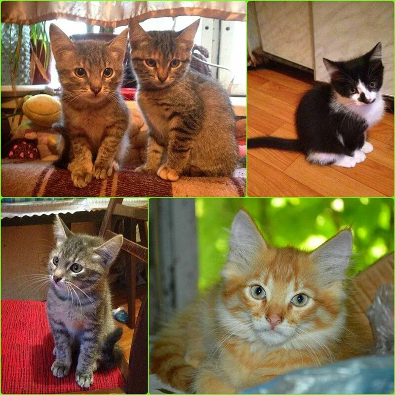 Необычные котята маленькие. Котята ищут дом объявление. Как найти котенка. Бездомные котята в ивановской области. Где можно купить котенка.