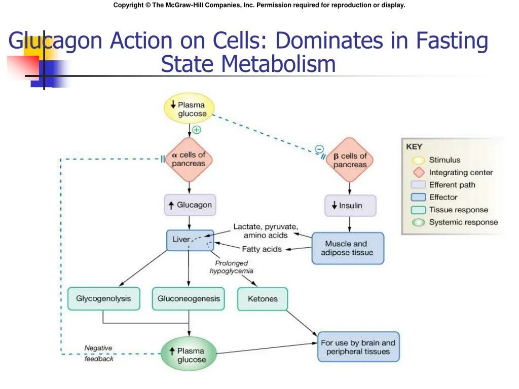 Uses system permissions. Hypoglycemia Dystonia составные части. Fast metabolism. Effect of Insulin on adipose Tissue. Hypoglycemia CID.