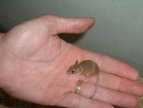 A mouse a small body. Species of mouse.