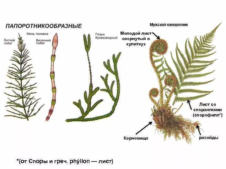 Споры плауна образуются. Стробил хвоща. : Кладофора, плаун булавовидный, орляк обыкновенный. Спорофилл плауна. Стробил плауна.