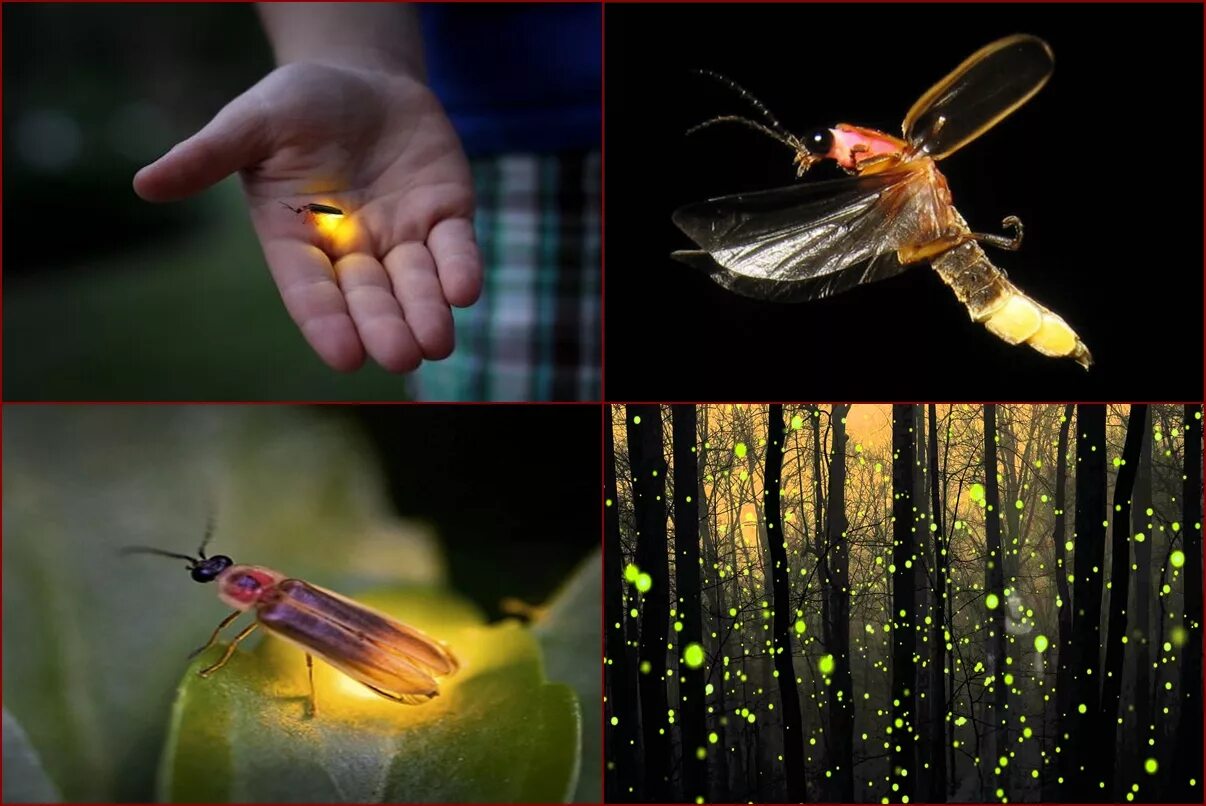 Firefly Insects, Zoology, Beautiful bugs