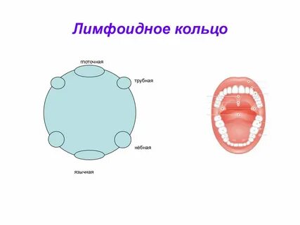 Пирогово кольцо вальдейера