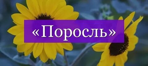 Молодая поросль как пишется
