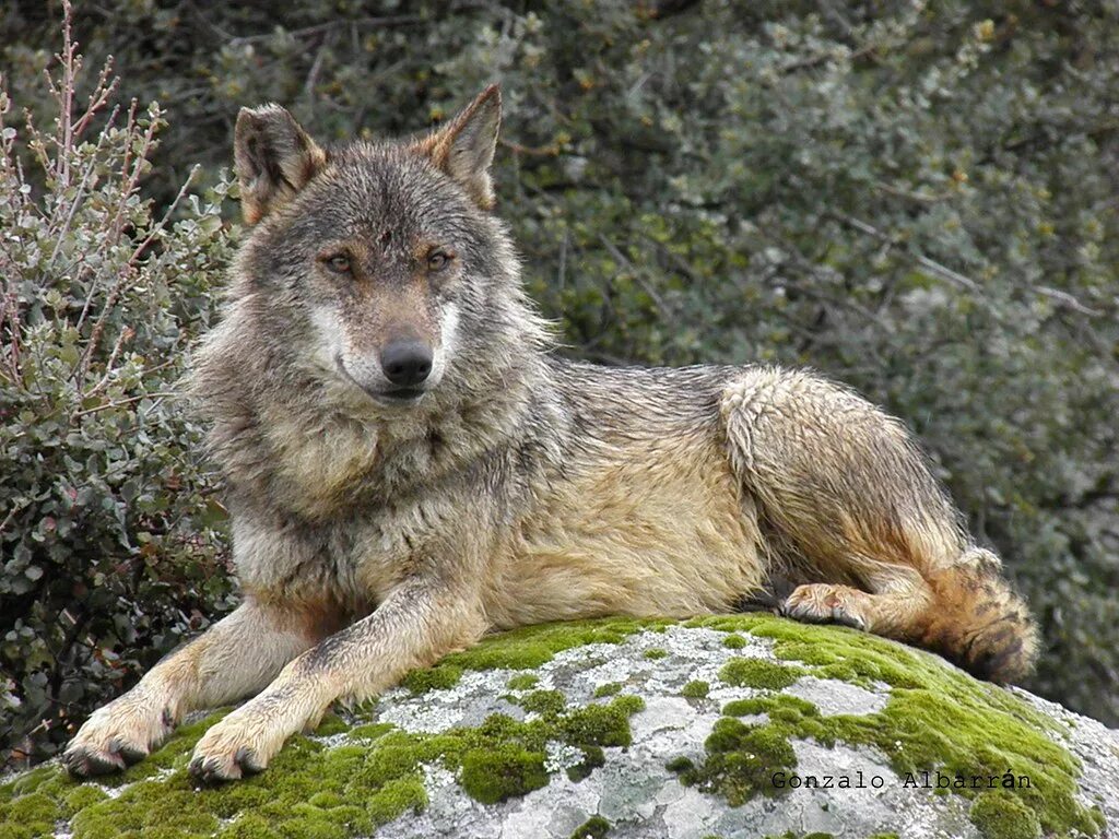 Волк canis Lupus. Лобо волк. «Серый волк» (Сары Буре). Кавказский горный волк.