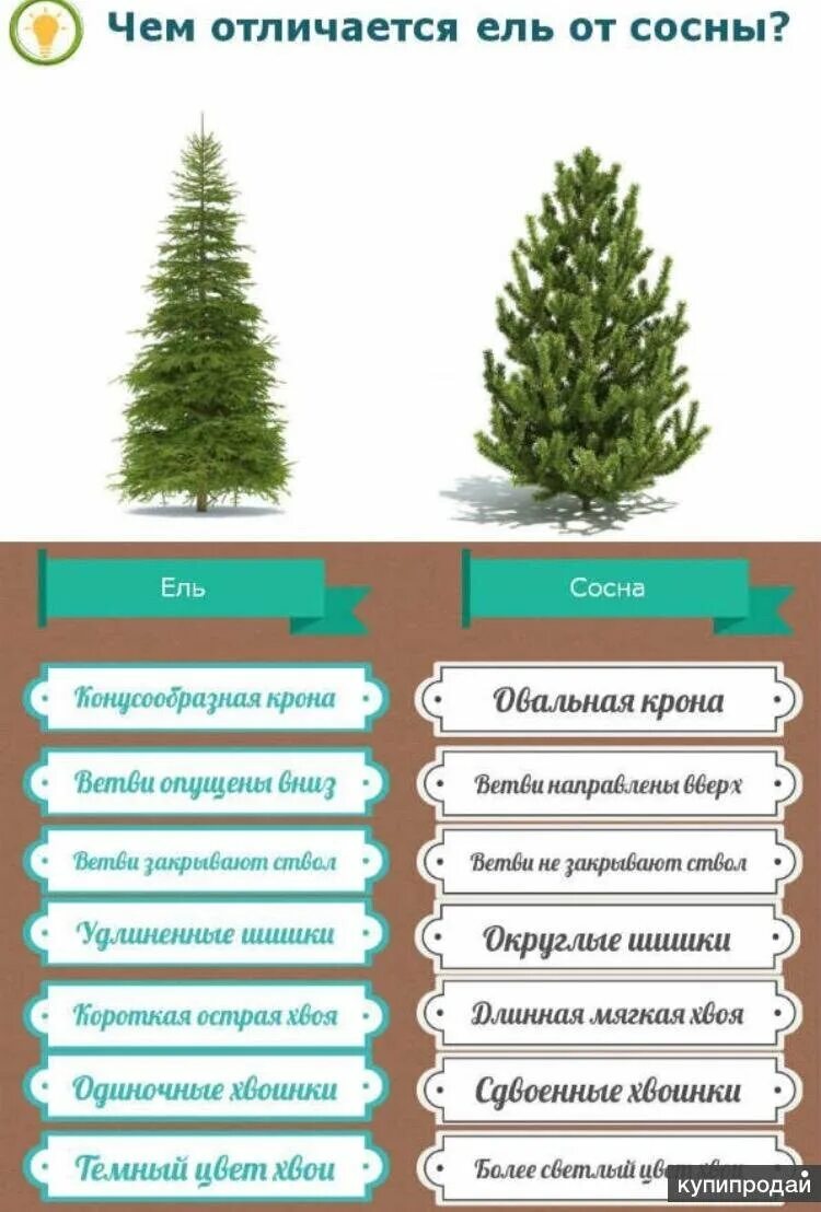 Объяснение ели