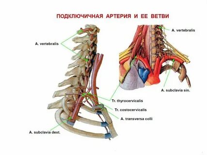 Ветви подключичной артерии анатомия