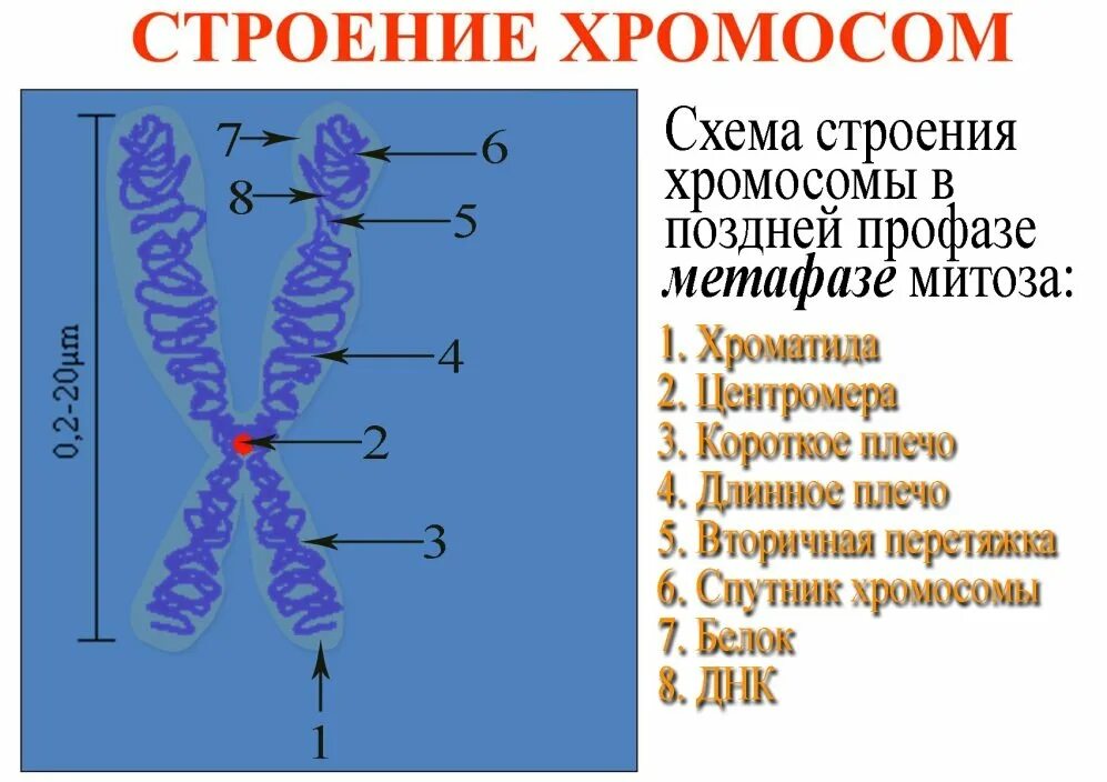 Какие типы хромосом вам известны. Строение хромосомы эукариотической клетки. Структурное строение хромосомы. Схема строения метафазной хромосомы. Строение хромосомы рисунок.