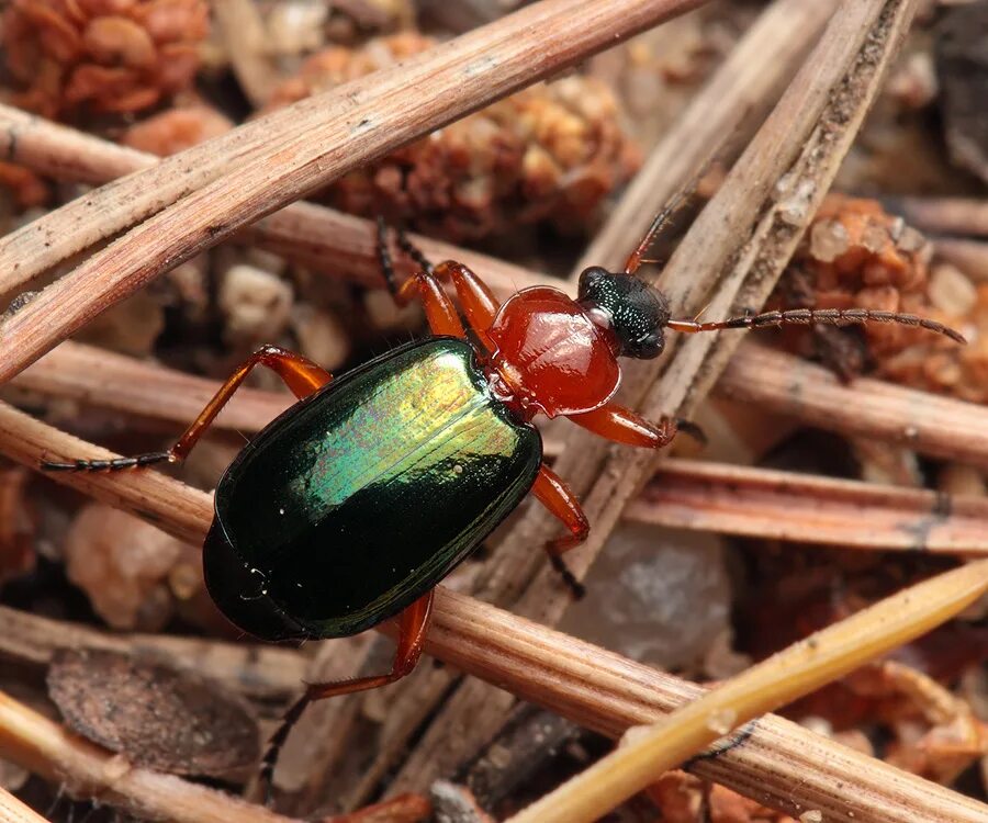 5 жесткокрылые. радужный жук рогач. 5 жесткокрылые. 5 жесткокрылые. жук-носорог пластинчатоусые.