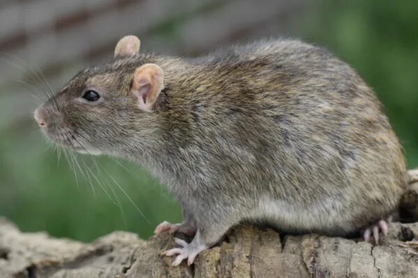 Curious Kids: where did rats first come from? Evening Report