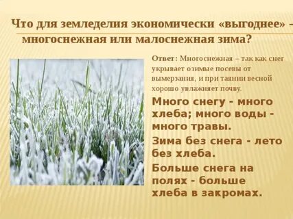 Слово озим