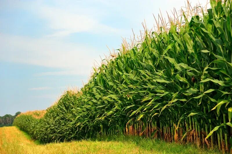 Corn fields