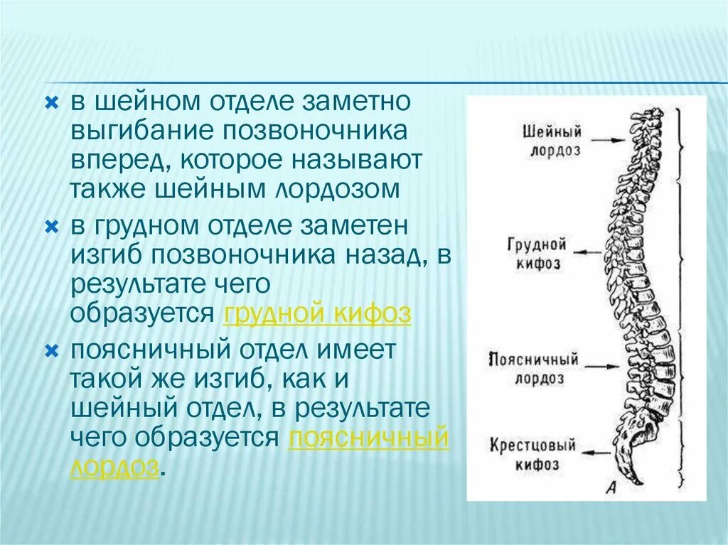 Изгибы позвоночника у детей. Лордоз. Изгибы позвоночника вперед (лордоз)______,. Изгиб позвоночника вперед. Лордоз это кратко.