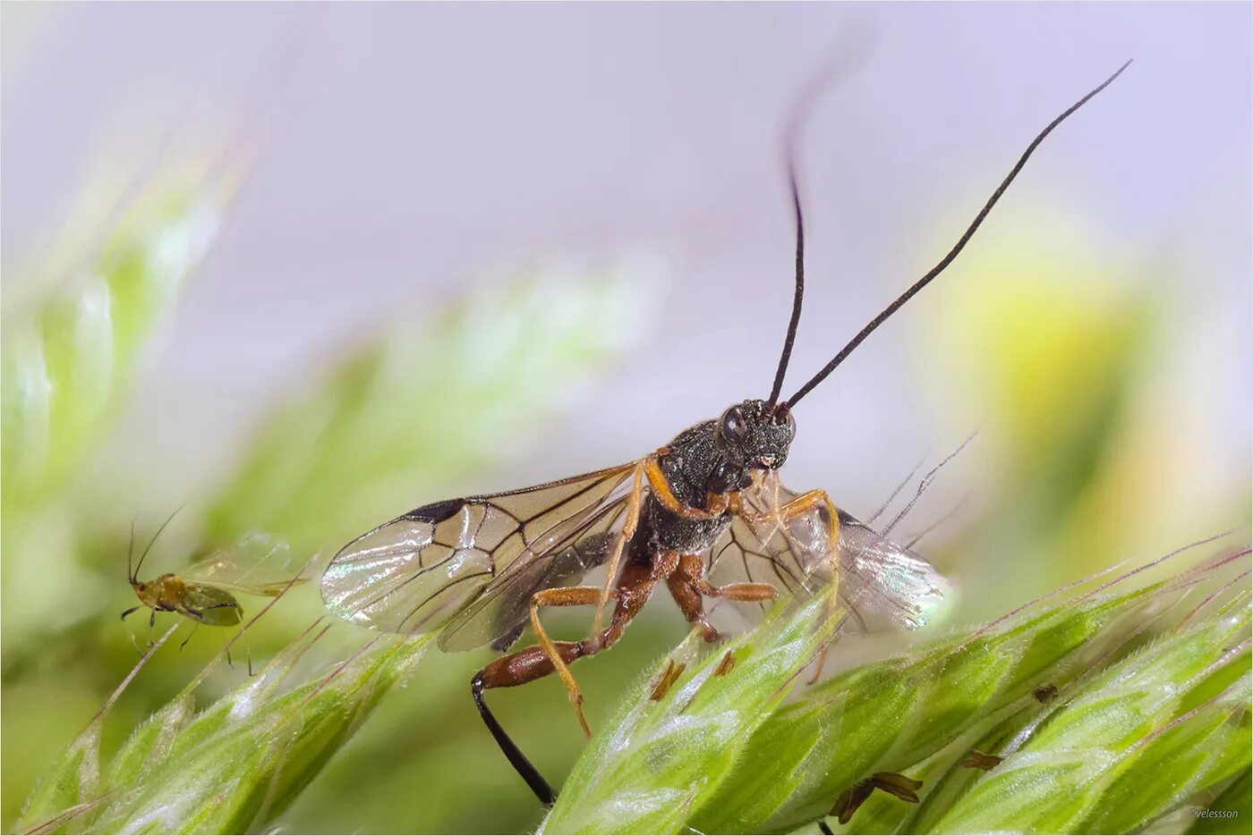 Schizaphis graminum. Обыкновенная злаковая тля. Наездник насекомое. Вязово-злаковая тля латынь. Наездники тлей